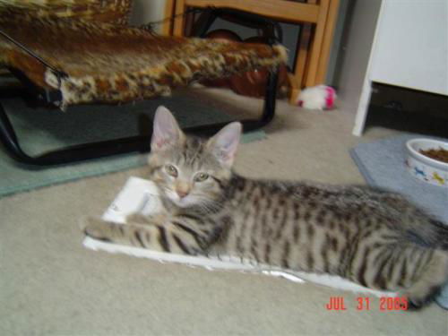 Marbles ADOPTED