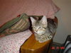 Marbles ADOPTED