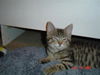 Marbles ADOPTED