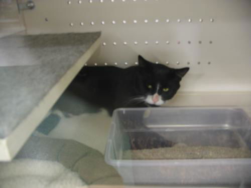 Scottie ADOPTED