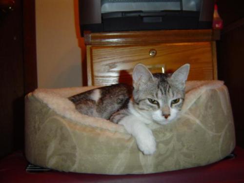 ShantelADOPTED
