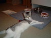ShantelADOPTED