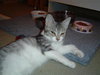ShantelADOPTED