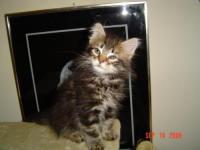 Sheba ADOPTED