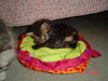 Sheba ADOPTED