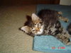 Sheba ADOPTED
