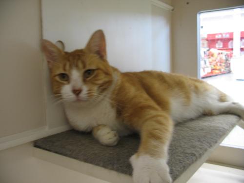 SidneyADOPTED