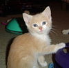 Toby  ADOPTED