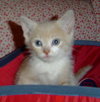 Toby  ADOPTED