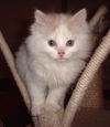 WINTER ADOPTED