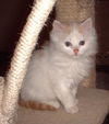 WINTER ADOPTED