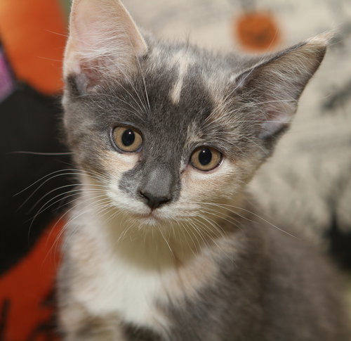 Bellatrix