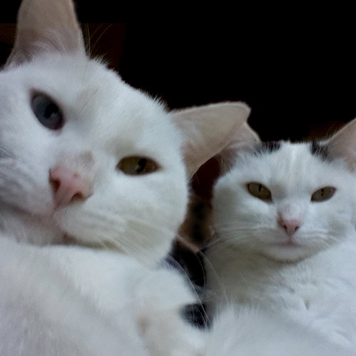Bentley and Lucy
