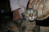 Kitt