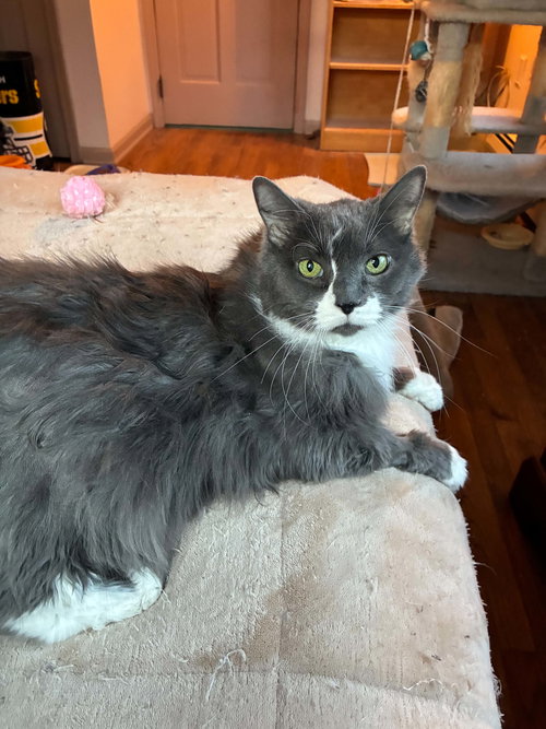 Suki, an adoptable Domestic Long Hair in Stewartsville, NJ