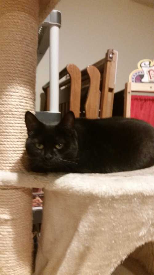 Blackie