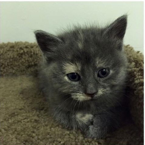 Fluffy