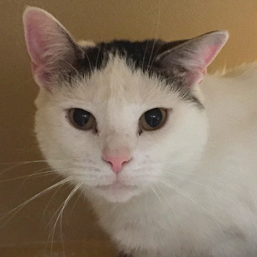 Bella