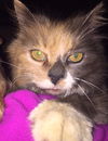 Peanut