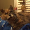 Peanut