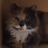 Peanut