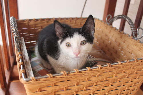 Domino