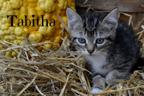 Tabitha