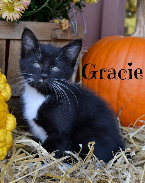 Gracie