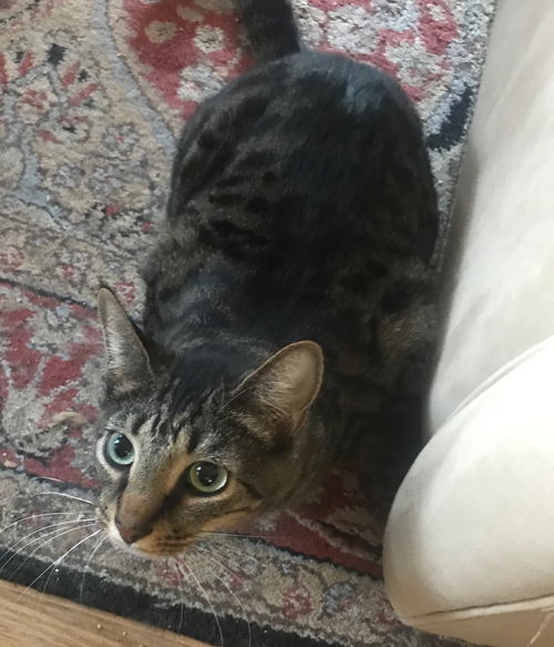 Kringle