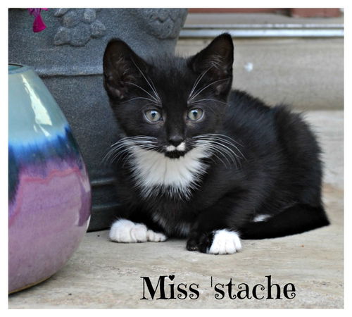 Stache