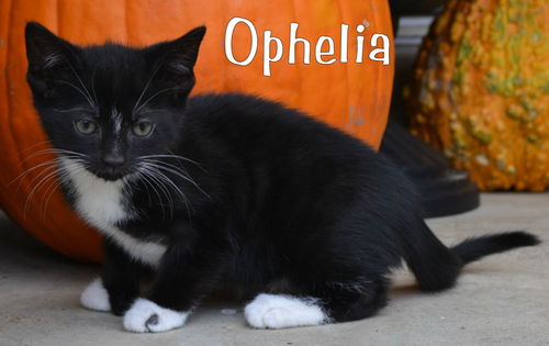 Ophelia