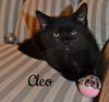 Cleo