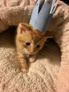 Cheddar the kitten