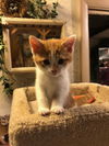 Simon