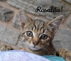 Rosalita