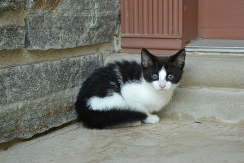 Domino