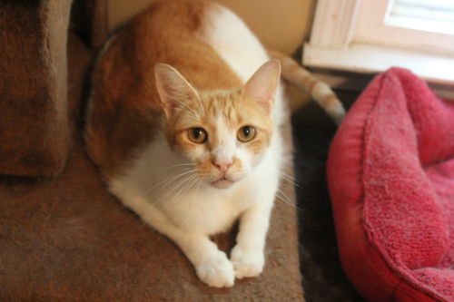 Archie