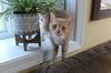 Tiggs