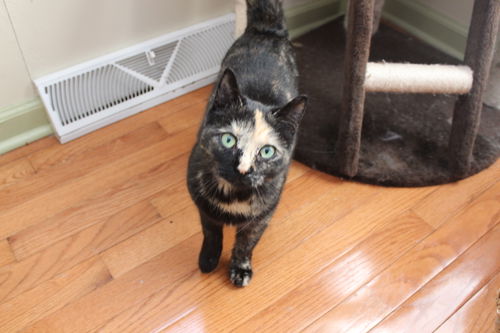 Speckles