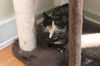 Speckles