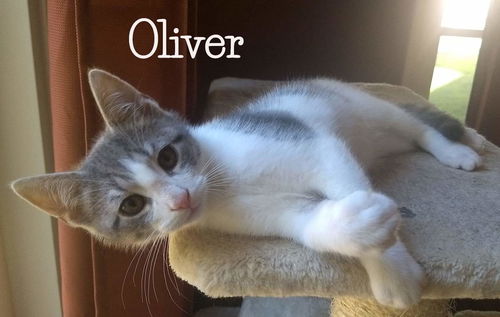 Oliver