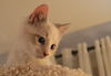 Snowball