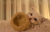Snowball