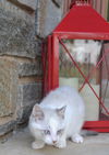 Snowball