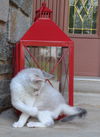 Snowball
