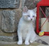 Snowball