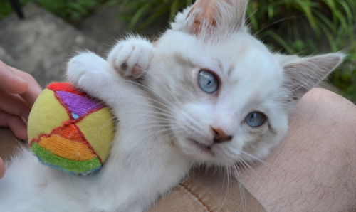 Snowball