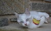 Snowball