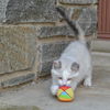 Snowball