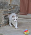 Snowball
